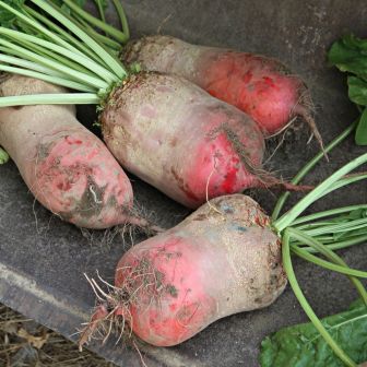 Свекла Эккендорфская красная (кормовая)