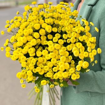 Танацетум Вегмо Еллоу