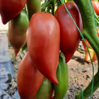 Томат Минусинский Перцевидный Розовый (большой пакет)