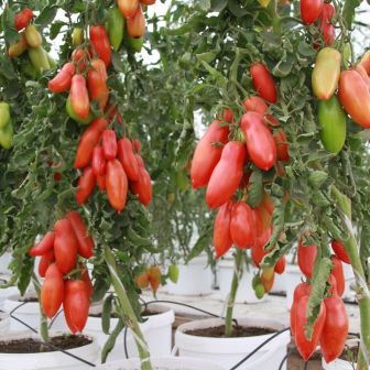 Томат Ниагара