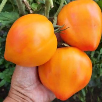 Томат Орлиный клюв Оранжевый