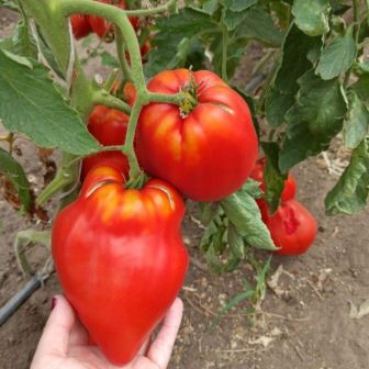 Томат Подарок Тётушки Сварло (большой пакет)