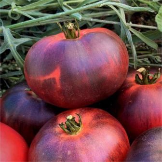 Томат Пушкин F1