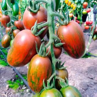 Томат Сабина F1