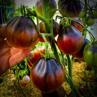 Томат Синяя Груша (большой пакет)