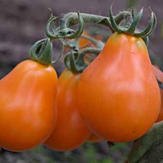 Томат Труфельдино оранжевый