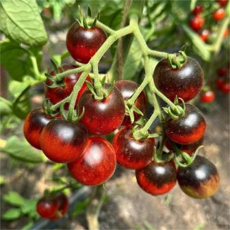 Томат Чернобок F1