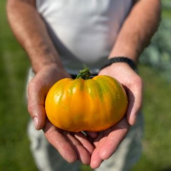 Томат Янтарный король