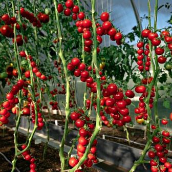 Томат Без Кожи F1