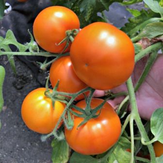 Томат Наранжести F1