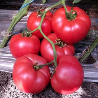 Томат Ватрушка