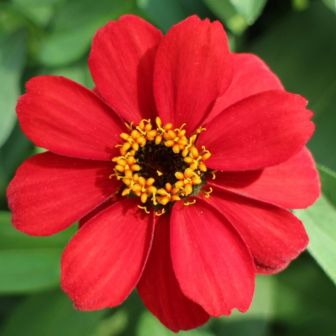 Цинния Красная (мариландская)