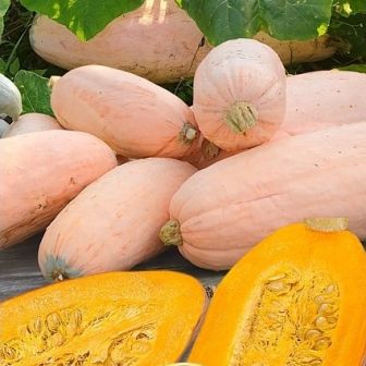 Тыква Пастила-Шампань