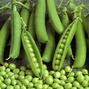 Горох Усатый Барин