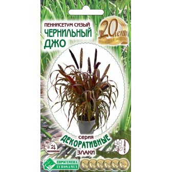 Пеннисетум Чернильный Джо сизый