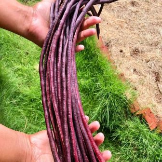 Фасоль Спагетти фиолетовая F1