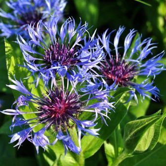 Василек Синий (горный)