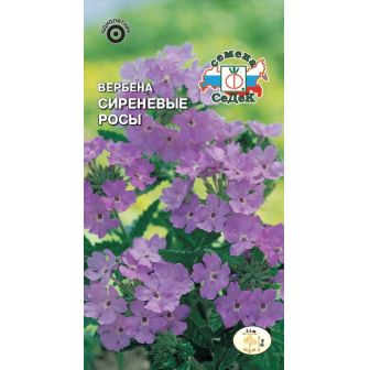 Вербена Сиреневые Росы