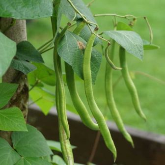 Вигна Салтан (лучистая)