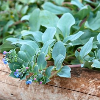 Мертензия Сильвер Оушен приморская