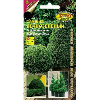 Самшит Вечнозелёный