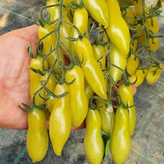 Томат Мармеладные Пальчики