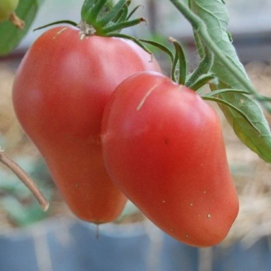 Томат Орлиный клюв