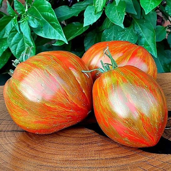 Томат Разноцветный галстук Бреда Гейтца Сердце (Berkeley Tie Dye Heart) (большой пакет)