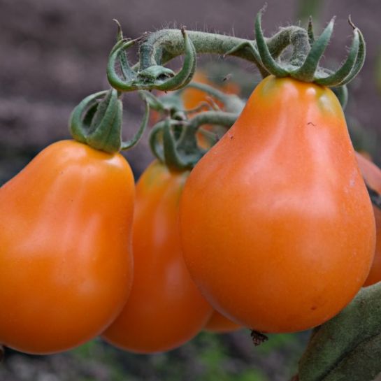 Томат Труфельдино оранжевый