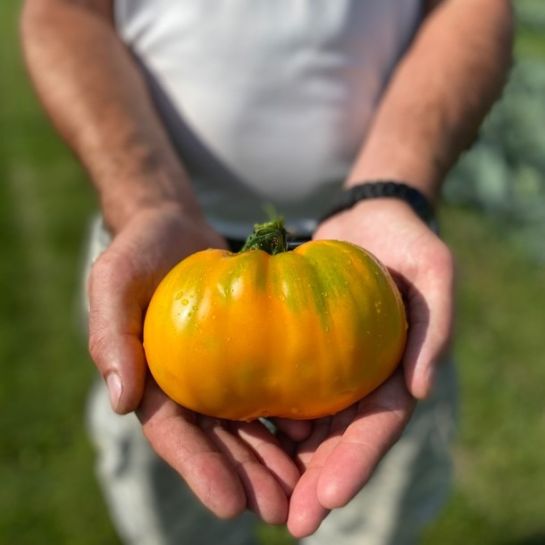 Томат Янтарный король