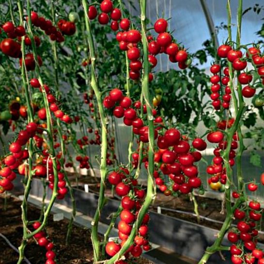 Томат Без Кожи F1