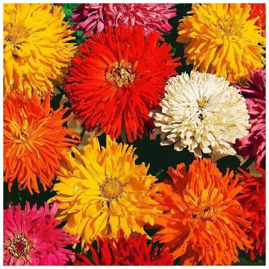 Цинния Махровый кактус смесь