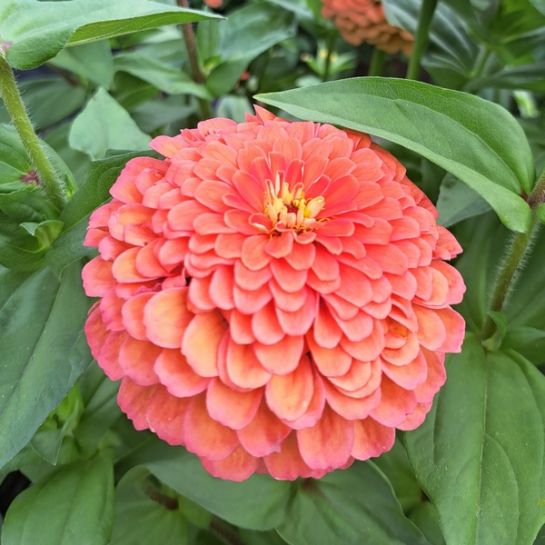 Цинния Салмон Роуз (изящная)