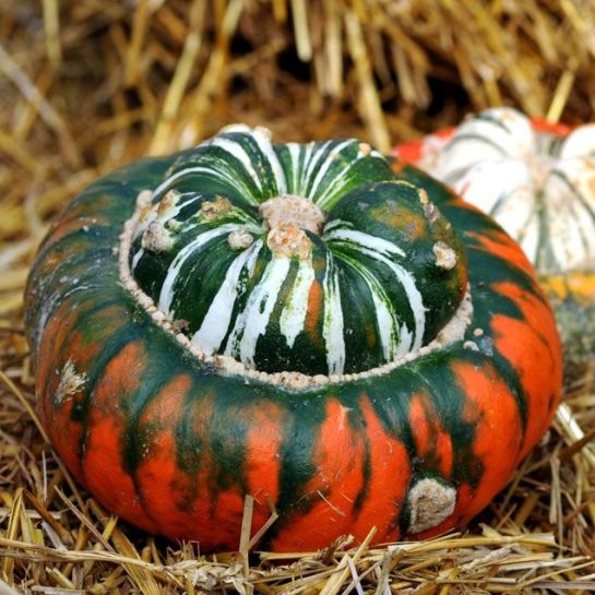 Тыква Турецкая чалма