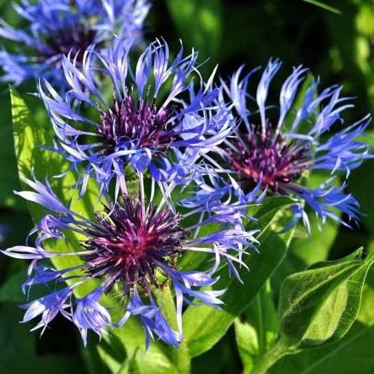 Василек Синий (горный)