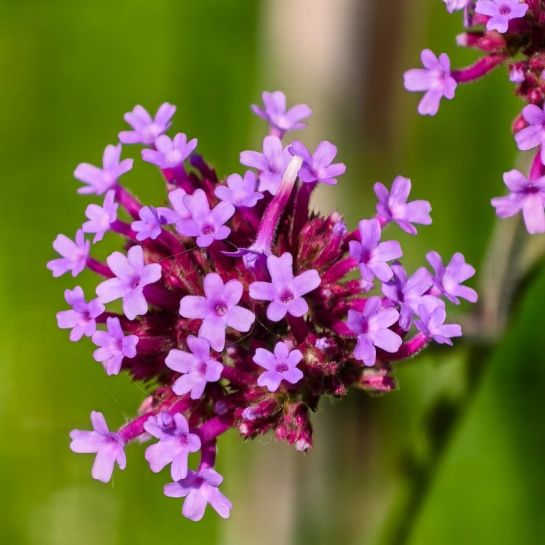 Вербена Фиолетово-Лиловая буэнос-айресская (большой пакет)