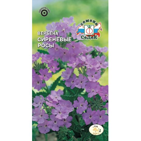 Вербена Сиреневые Росы