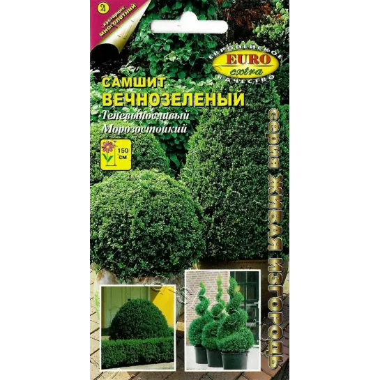 Самшит Вечнозелёный