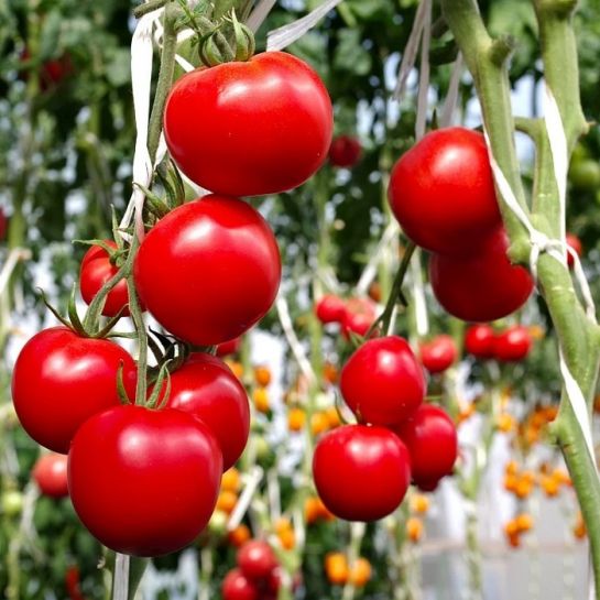 Томат Аристократ F1