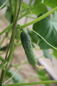 Высадка огурцов