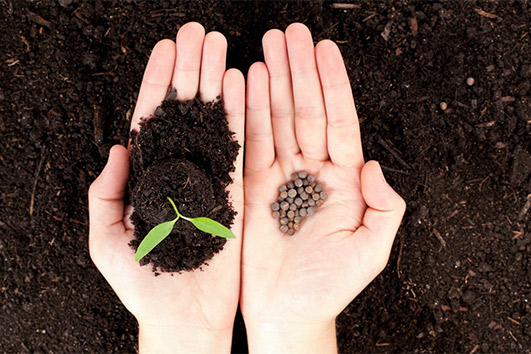 Какие овощи и цветы сажают под зиму