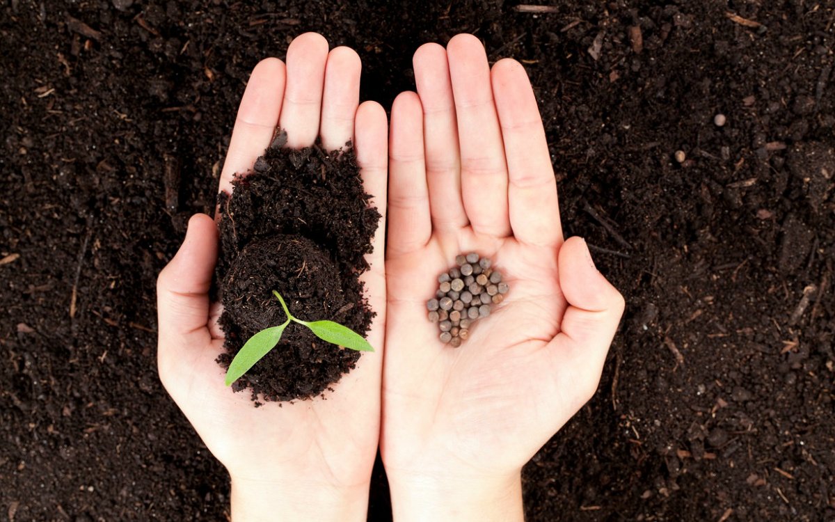 Какие овощи и цветы сажают под зиму