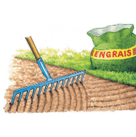 Как посадить свёклу