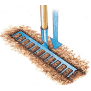 Как посадить свёклу