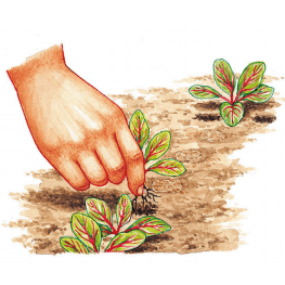 Как посадить свёклу