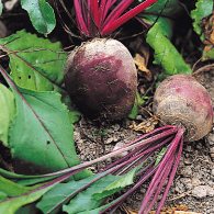 Как посадить свёклу