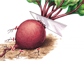 Как посадить свёклу