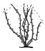 Обрезка клематисов