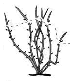 Обрезка клематисов