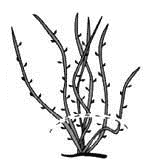 Обрезка клематисов